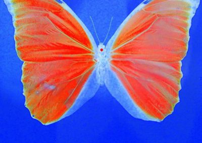 butterfly photo